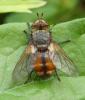 Tachina magnicornis